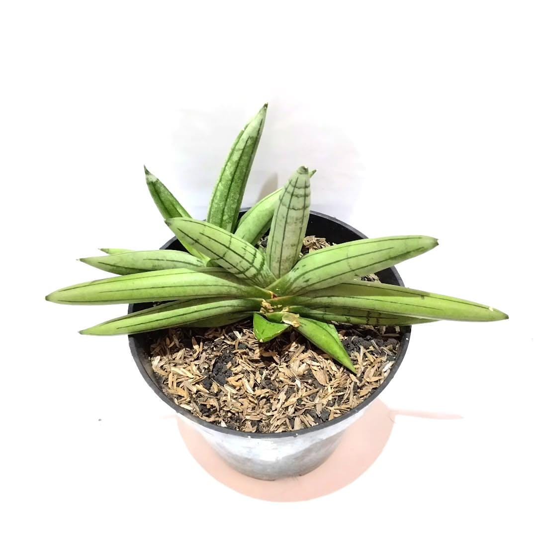 Boncel Sansevieria Boncel Platinum Snake Plant - Indoor & Outdoor Plant Aroid ...