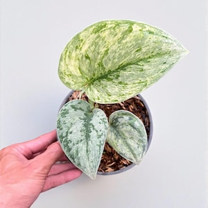 May include: A potted houseplant with large, variegated leaves in shades of green and cream. The leaves have a speckled pattern and are heart-shaped. The plant is in a dark pot filled with soil, and a hand is holding the pot.