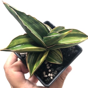 May include: A potted snake plant with vibrant green and yellow striped leaves. The plant has a unique, upright growth pattern and is contained in a square black plastic pot. The leaves have reddish-brown edges.
