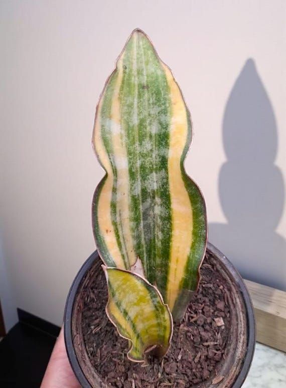 variegated spider plants Chlorophytum comosum 'Bonnie' --Variegated Curly Spide main image 0