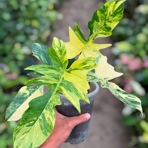Op de afbeelding: Een potplant met grote, bonte bladeren in groen- en geeltinten. De bladeren hebben een unieke, gelobde vorm en worden in een zwarte plastic pot gehouden. De plant wordt door een persoon vastgehouden.
