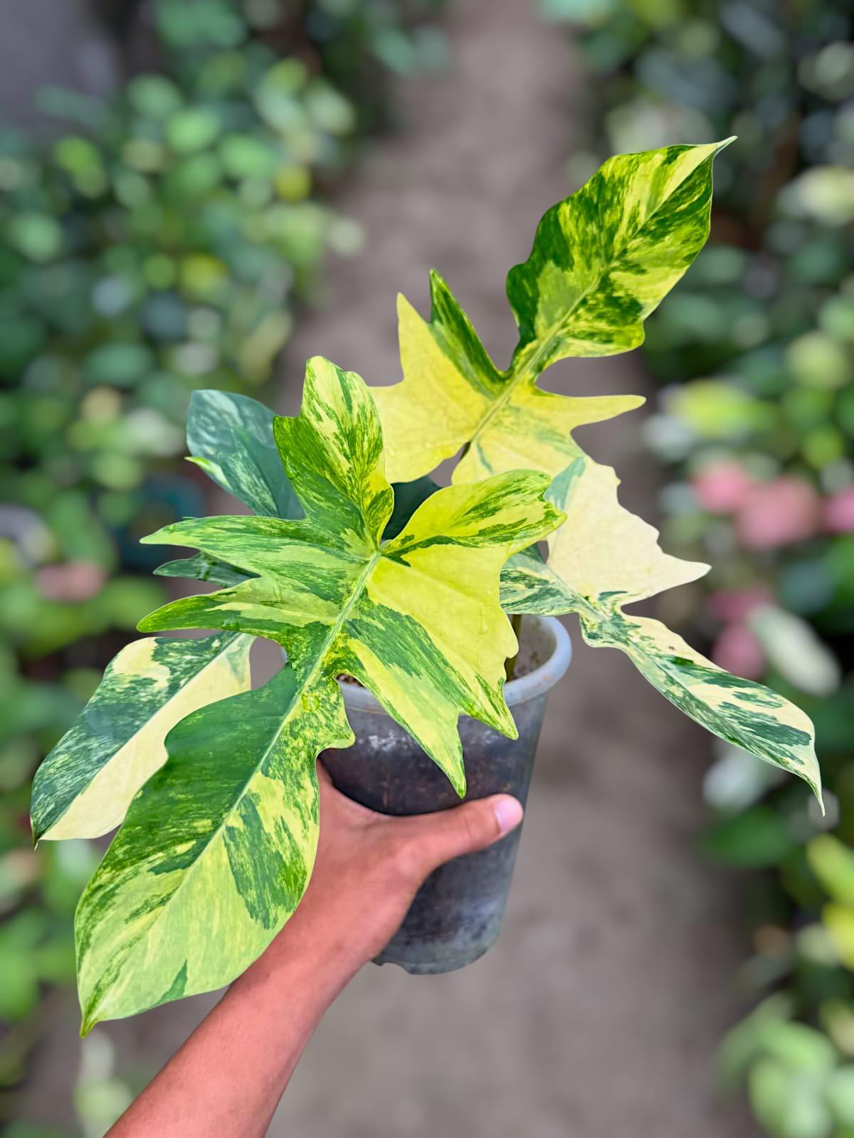 Florida beauty variegated philodendron - Etsy 日本