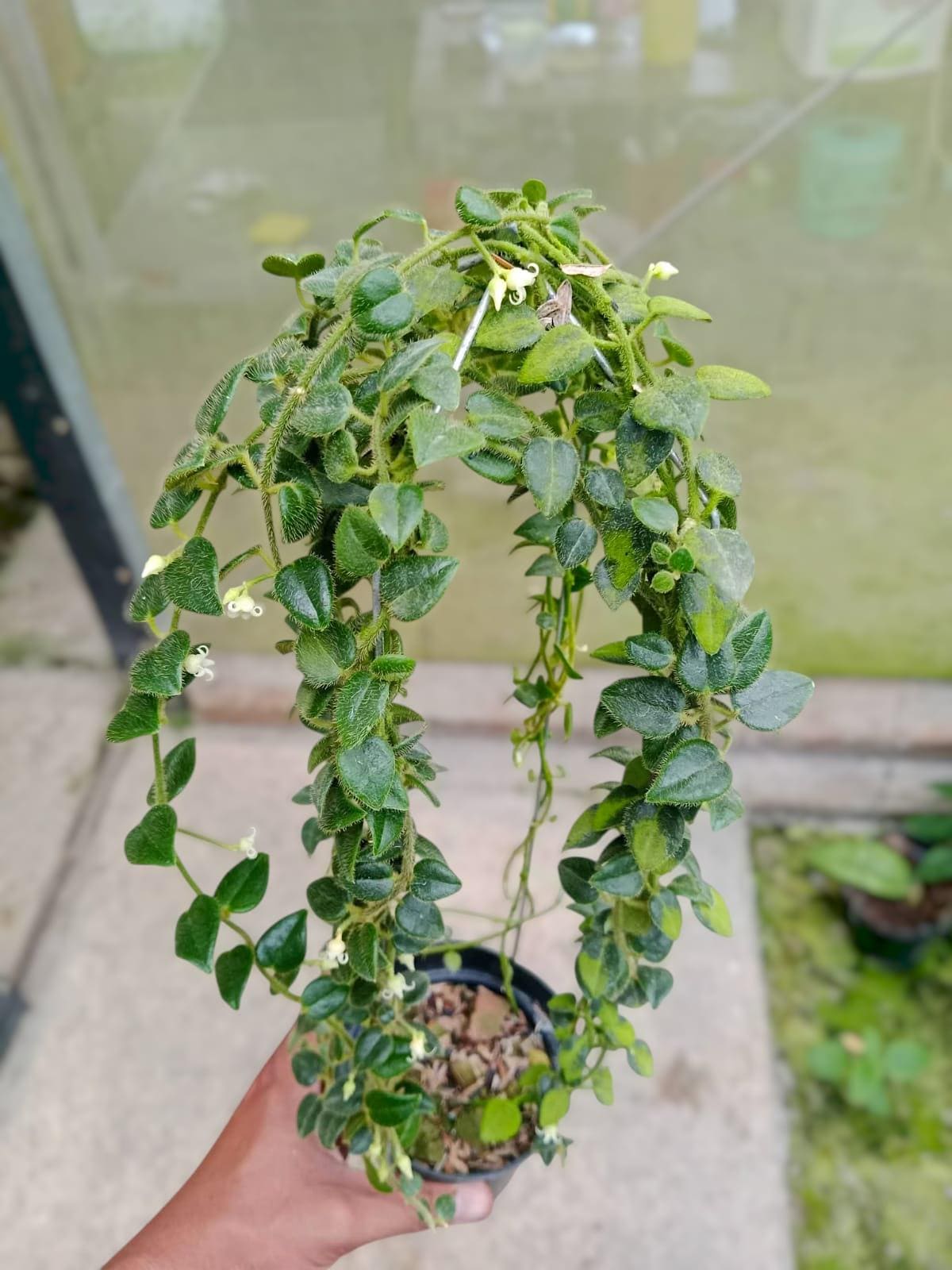 Hoya Mamasa Sp Papua / Hoya Mini Papua - Indoor & Outdoor Plant