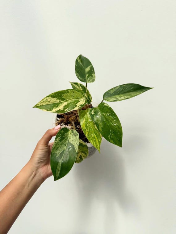 Variegated Philodendron Emerald Ice  Tropical Aroid Houseplant new plant