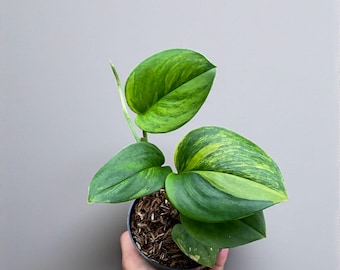Scindapsus treubii Moonlight green on green variegated scindapsus - indoor & outdoor plant aroid tropical house plant