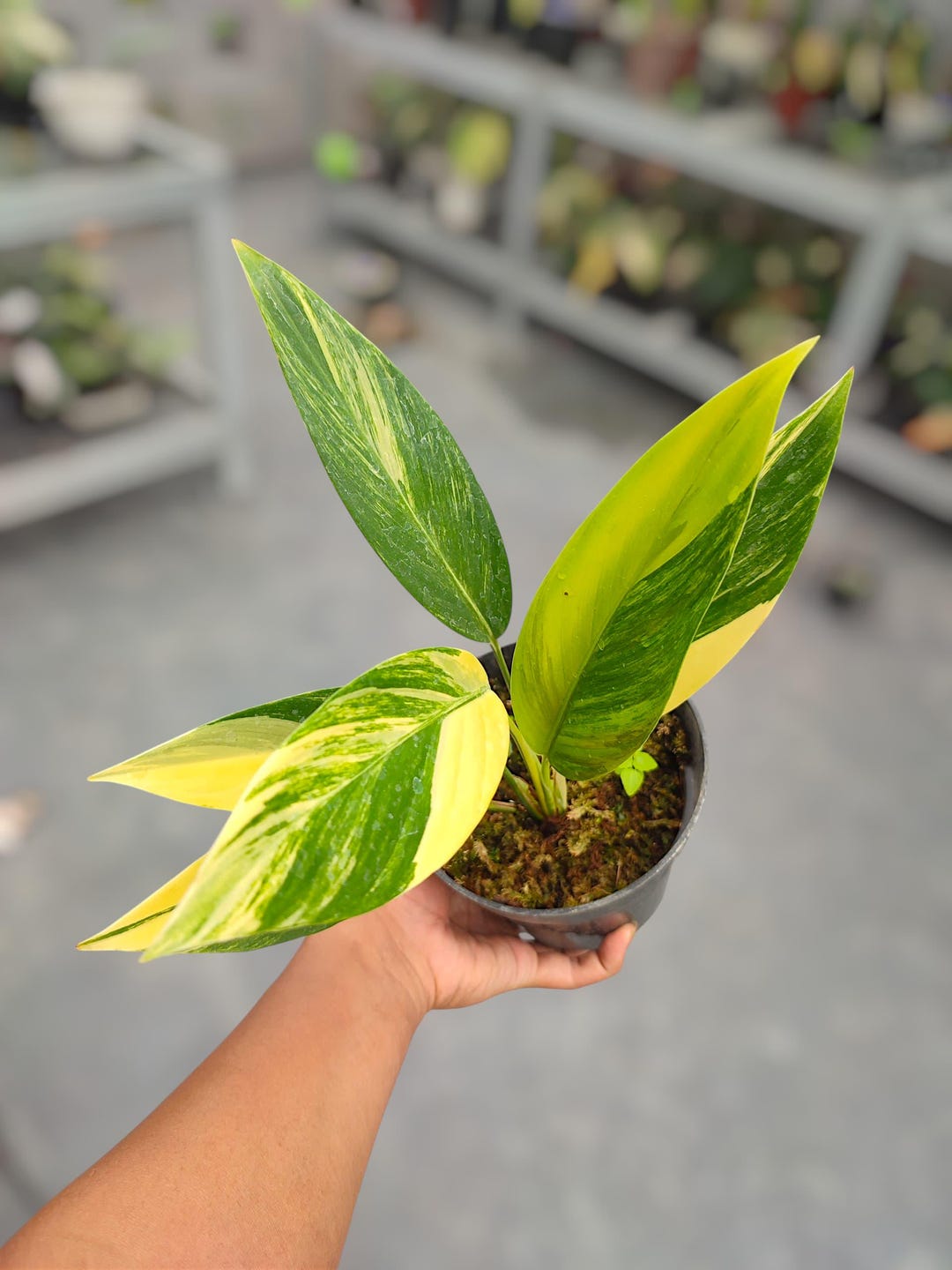 Scindapsus Variated Scindapsus Rupertis Variegated Plant - Indoor & Outdoor Plant Aroid ...