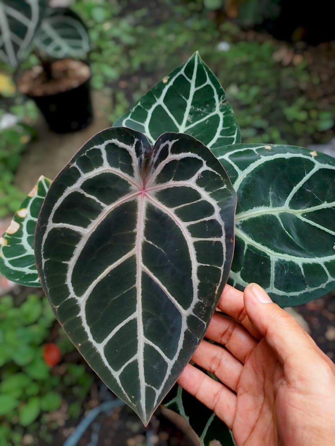 Anthurium Red Tiger X Forgetii Anthurium - Indoor & Outdoor Plant