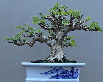 May include: A bonsai tree with green leaves and a thick, textured trunk. The branches are shaped with wire. The tree sits in a white rectangular pot with a blue and white landscape design. The pot is on a wooden surface.