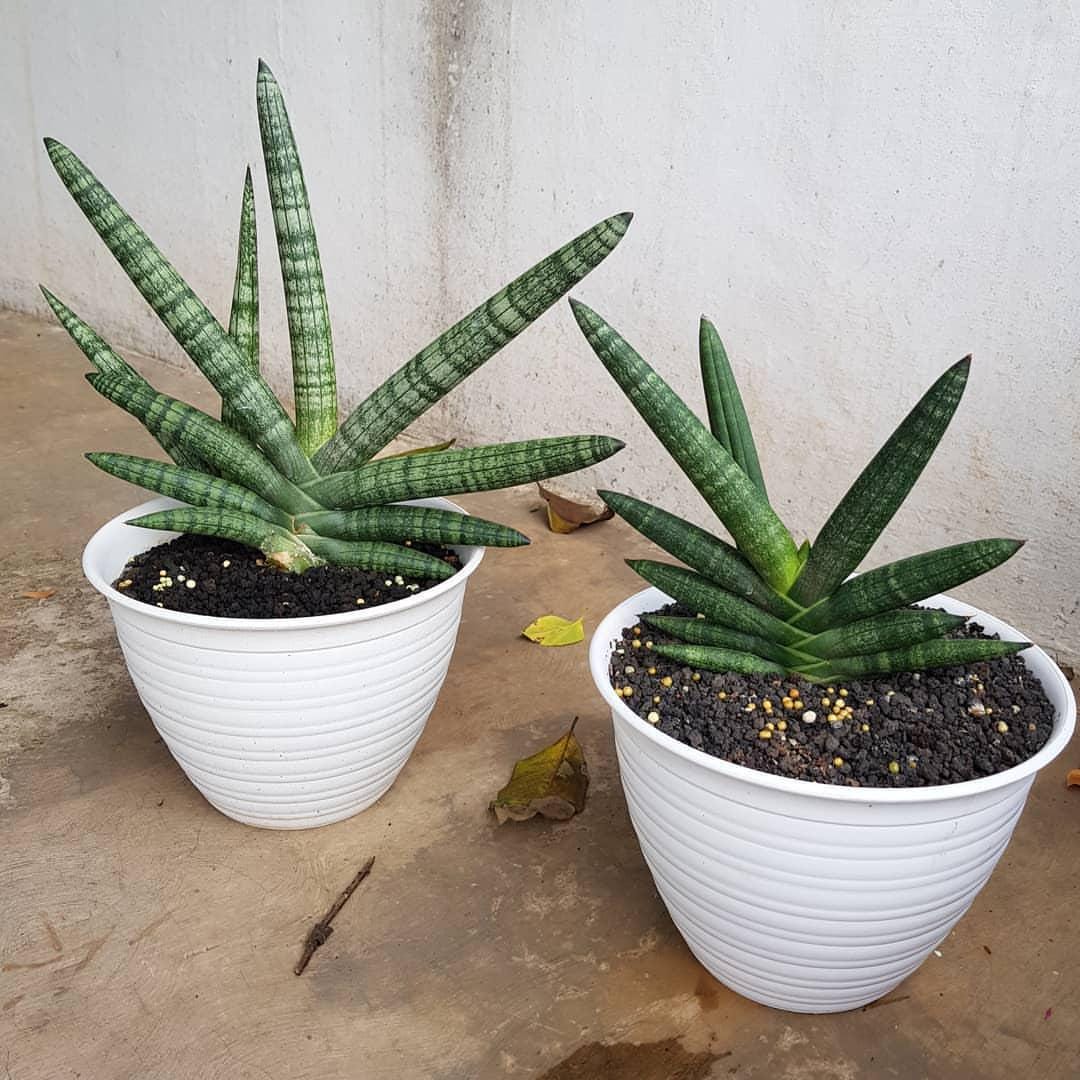 Starfish Sansevieria - Etsy Canada