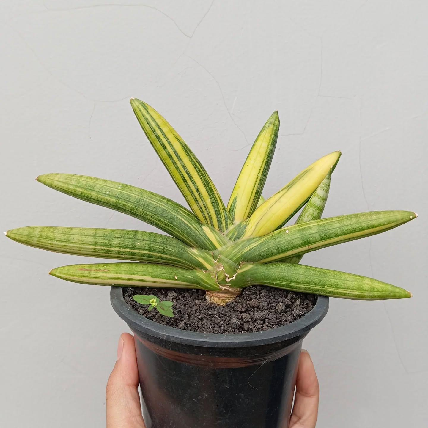 Boncel Sansevieria Boncel Variegated Snake Plant - Indoor & Outdoor Plant ...
