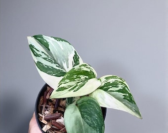 Scindapsus Argyraeus Fatamorgana Variegated Rare Live Exotic