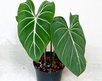 May include: A potted plant with large, heart-shaped green leaves featuring prominent white veins. The plant is in a black plastic pot, set against a white background. The leaves have a velvety texture.