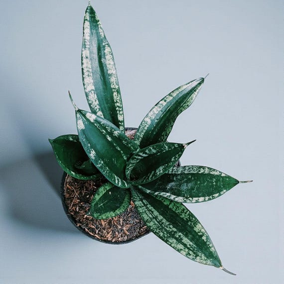 Sansevieria Whitney Snake Plant - Indoor & Outdoor Plant Aroid Tropical  House Plant New Plant - Etsy Israel
