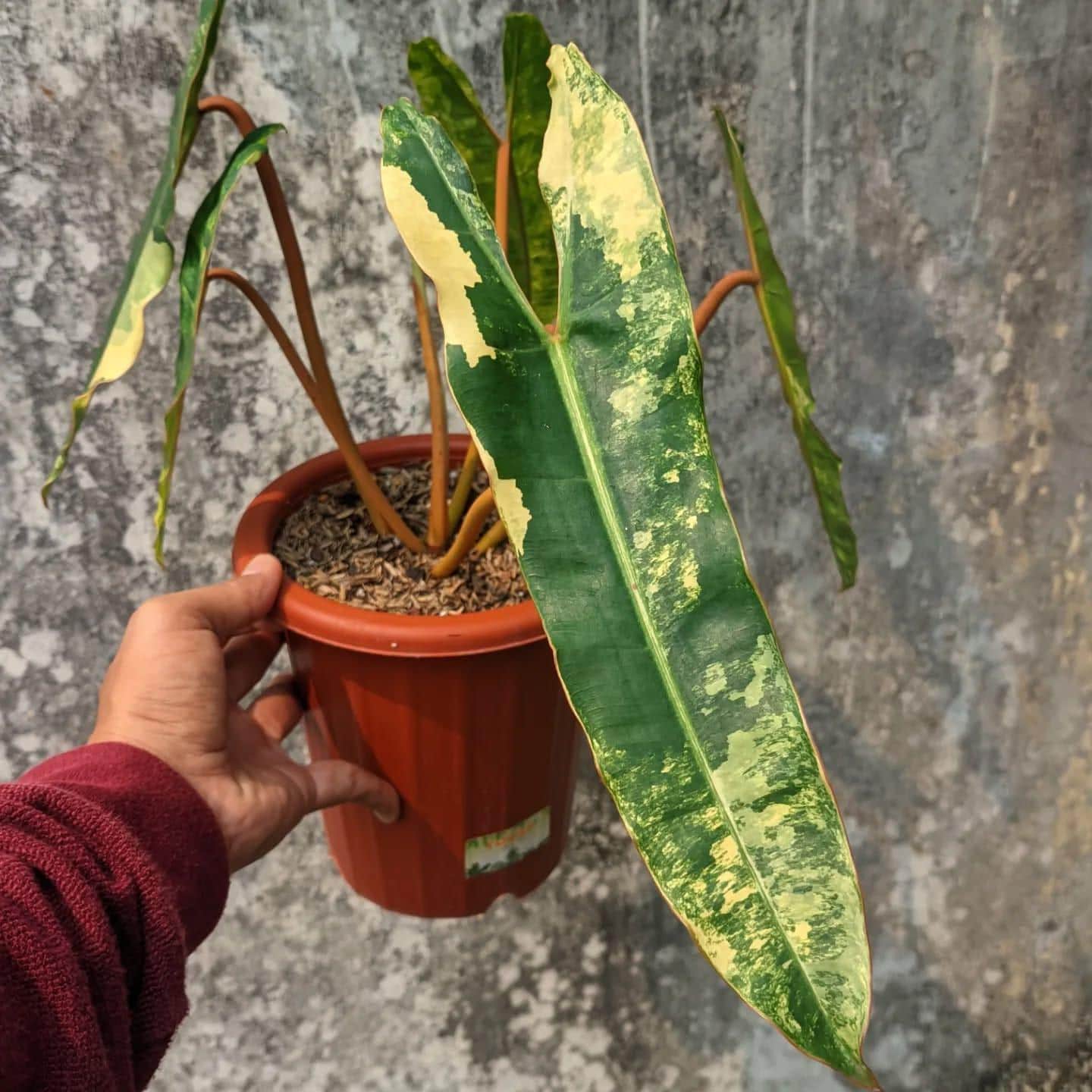 Philodendron billietiae variegated - Etsy 日本