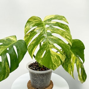現品　モンステラ　オーレア　マルマラータ　28番　斑入り　観葉植物　インテリア Aurea marmorata - Etsy 日本