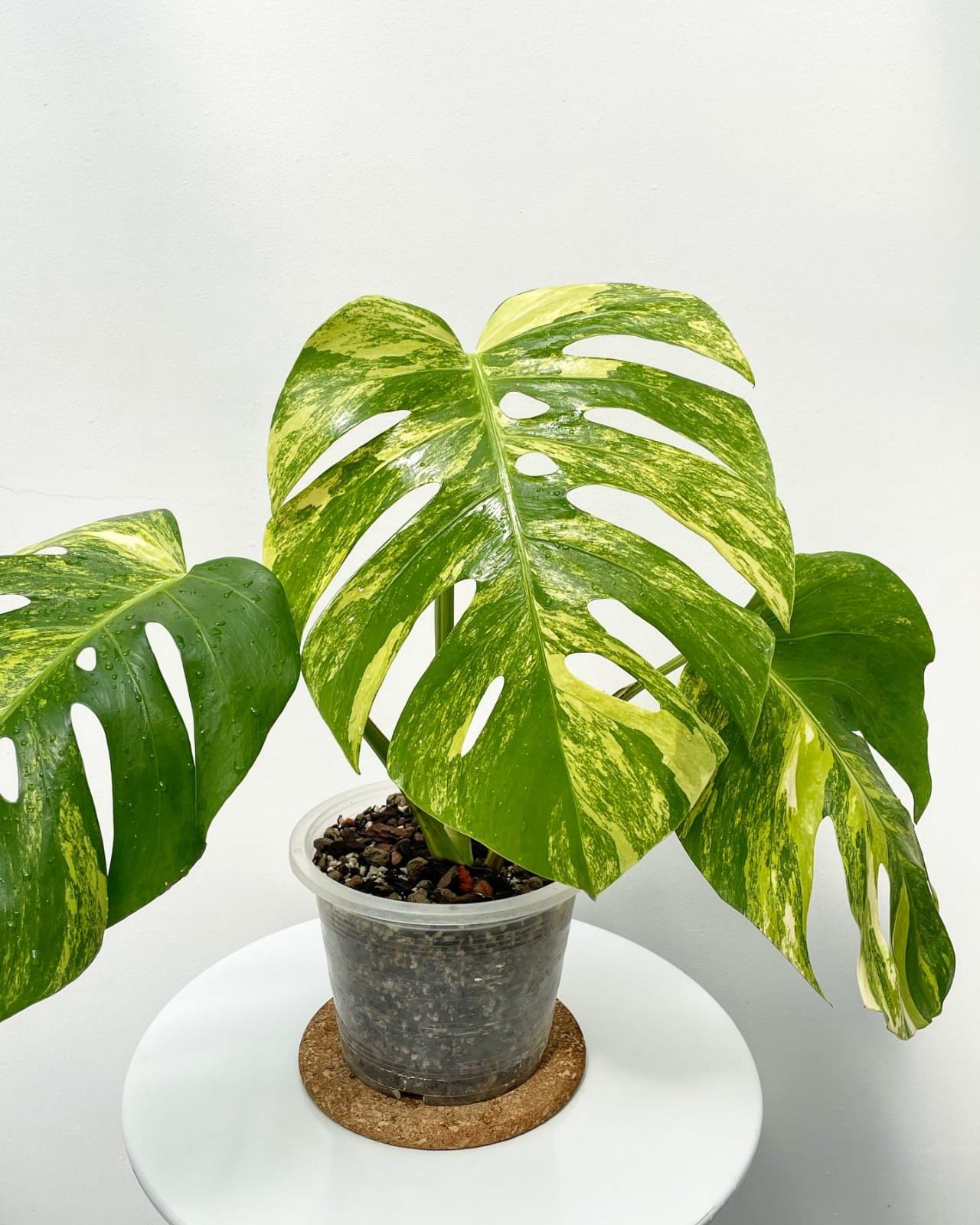 Aurea marmorata - Etsy 日本