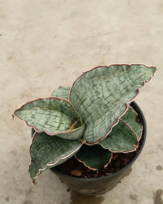 Sansevieria Silver Blue Snake Plant - Indoor & Outdoor Plant Aroid Tropical  House Plant New Plant - Etsy Israel