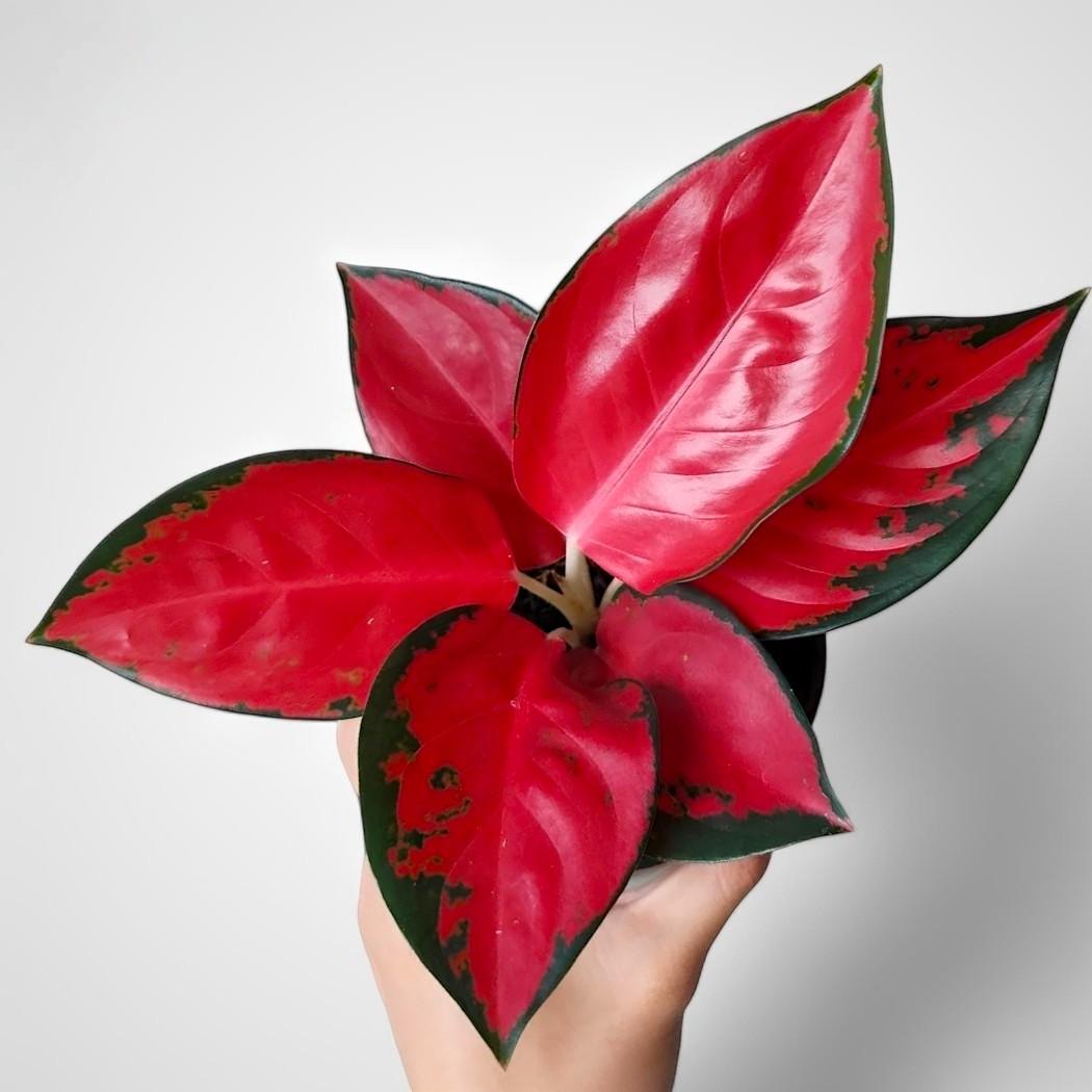 その他観葉植物 Aglaonema Suksom Jaipong Aglaonema Red Suksom Jaipong Plant - Indoor & Outdoor Plant Aroid