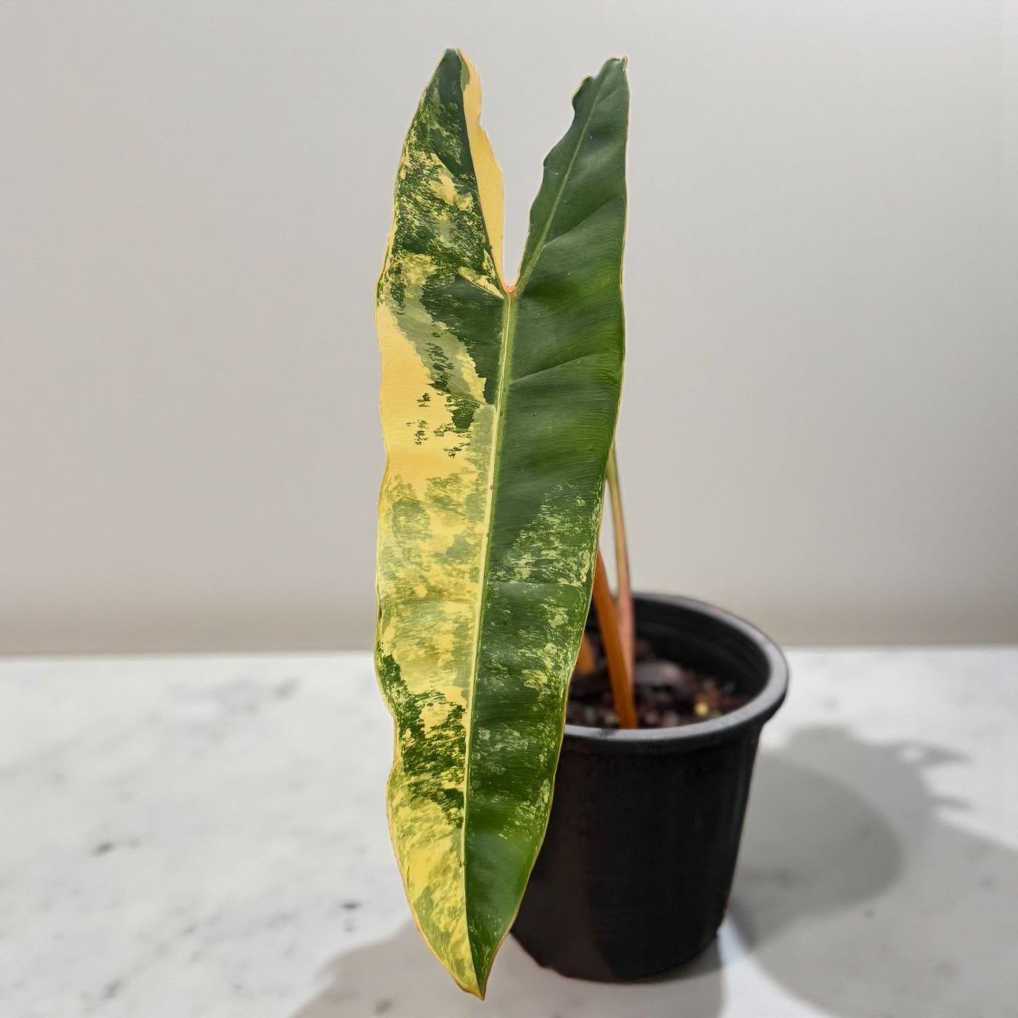 Philodendron billietiae variegated - Etsy 日本