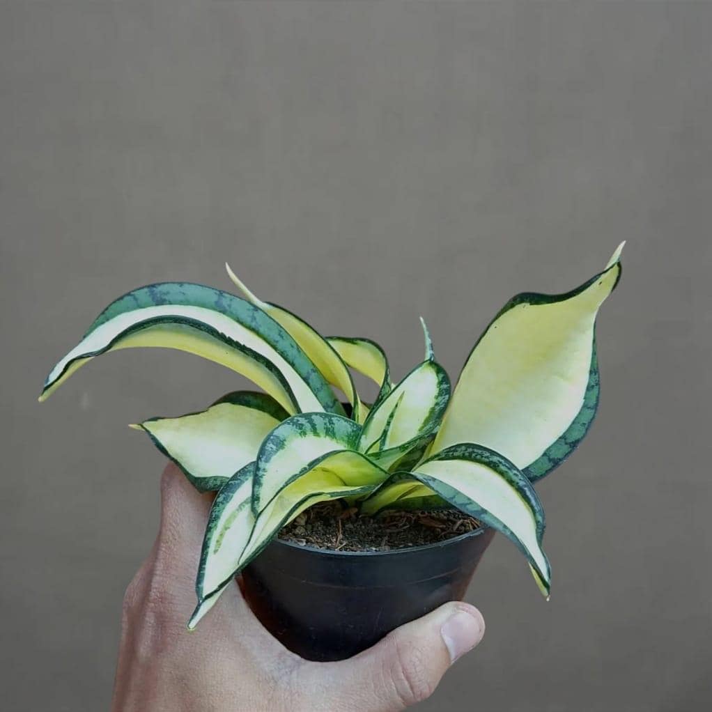 Sansevieria Golden Wendy's Mutation Snake Plant - Indoor & Outdoor