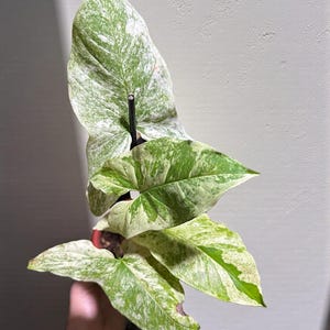 Op de afbeelding: Een close-up van een Syngonium-plant met grote, bonte bladeren. De bladeren vertonen een mix van groene en witte patronen, met sommige gebieden effen groen en andere gespikkeld met wit. De plant wordt tegen een neutrale achtergrond gehouden.