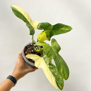 Philodendron bipennifolium variegated - Etsy 日本