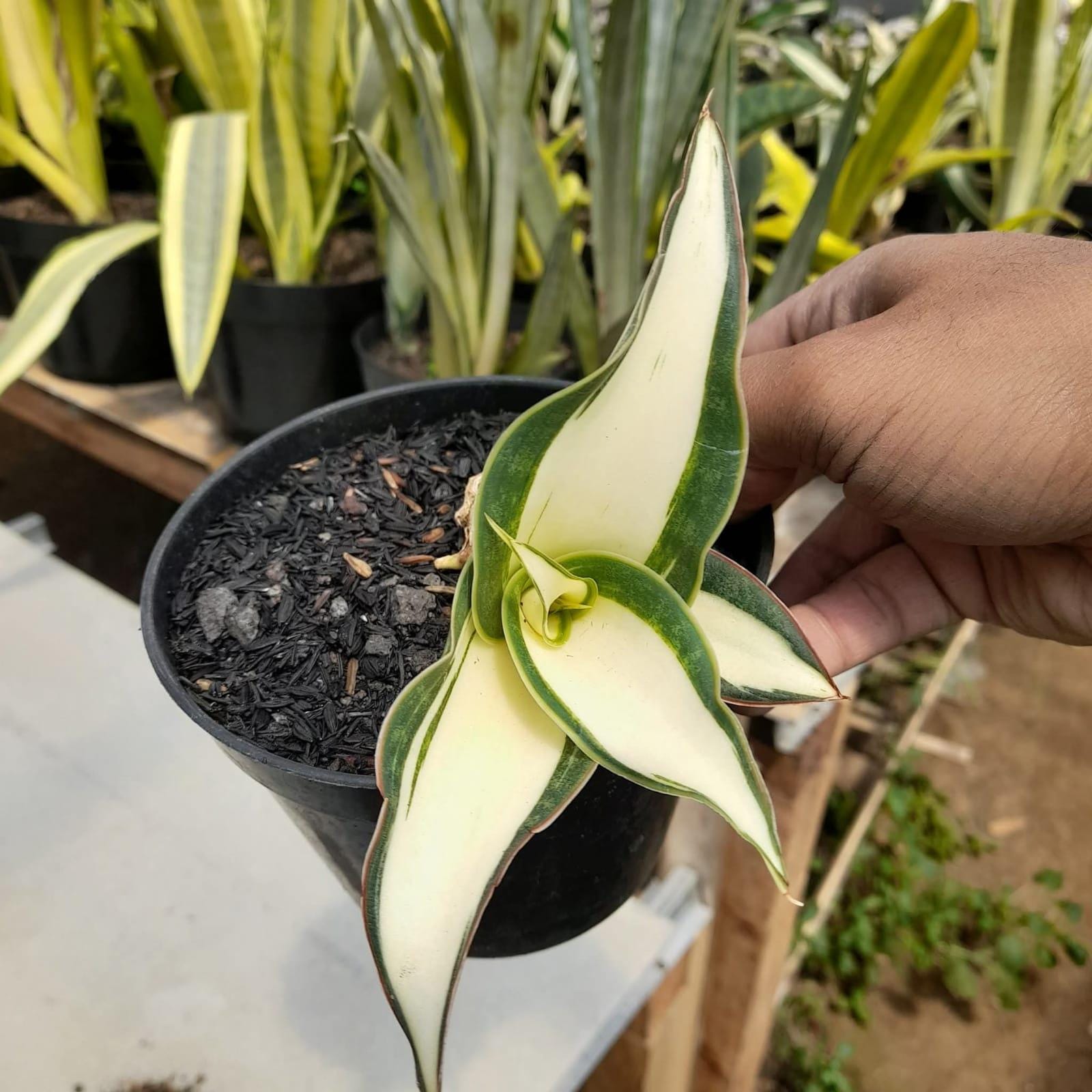 Sansevieria Silver Rose Mediopicta Snake Plant - Indoor & Outdoor