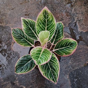 May include: An Aglaonema plant featuring pointed, dark green leaves with prominent white veins and distinct pink margins. The plant has a central, lighter green unfurling leaf and is potted in a dark container, displaying a symmetrical growth pattern.
