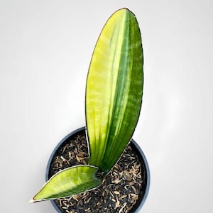 May include: A potted Sansevieria plant, or snake plant, featuring a prominent, upright leaf. The leaf displays a vivid green hue with yellow variegation. The plant is housed in a black pot, filled with soil and mulch, against a plain white backdrop.