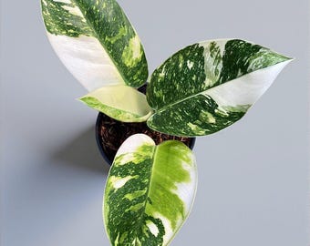 Philodendron Green Congo brokig - inomhus- och utomhusväxt aroid tropisk krukväxt ny planta