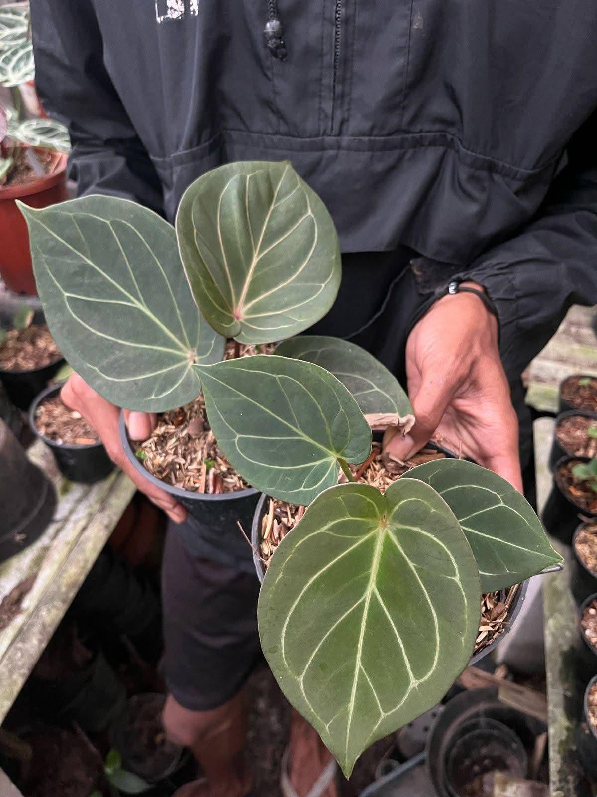 Anthurium King of Spades / HU Anthurium - Indoor & Outdoor Plant