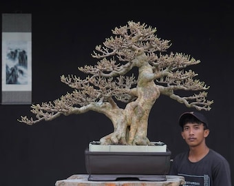 May include: A mature bonsai tree with a thick, textured trunk and sprawling branches, displayed in a rectangular dark brown pot. The tree has small, delicate leaves and is set against a dark background. A person is standing next to the bonsai.