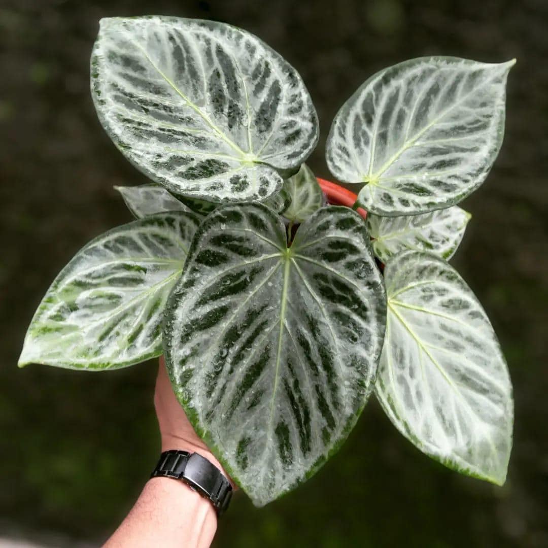Anthurium silver blush - Etsy 日本