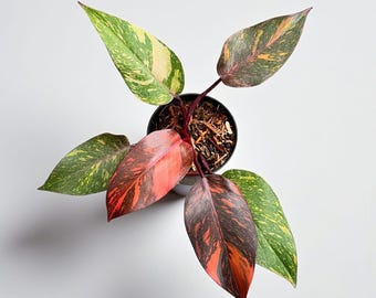 May include: Overhead shot of a potted houseplant with vibrant leaves. The leaves are a mix of green, yellow, orange, and red. The plant sits in a black pot, contrasted against a white backdrop.