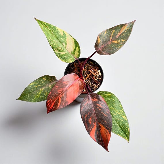 Philodendron Orange Princess Galaxy Variegated - Indoor & Outdoor