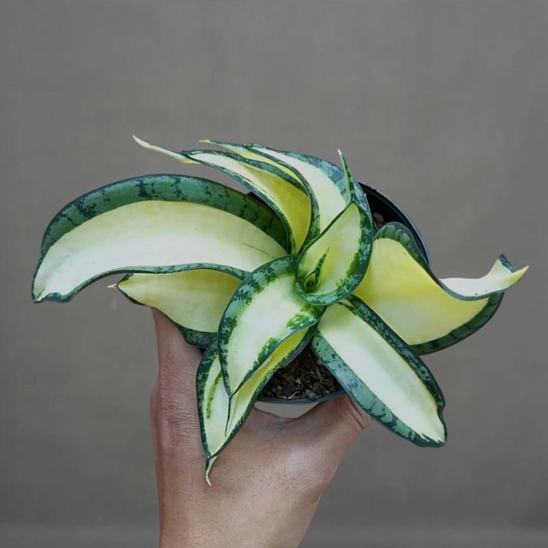 洋書 the splendid sansevieria il_1080xN.7463500859_ali6.jpg