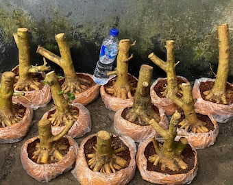 Premna microphylla bonsai inició el programa - raíces del programa premna microphylla bonsai - macetero interior y exterior árbol bonsái nuevo bonsái