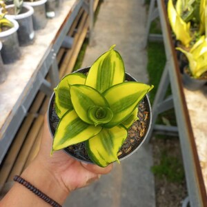 May include: A potted snake plant with vibrant yellow and green striped leaves. The plant is held in a small, dark gray pot filled with soil. Other potted plants are visible in the background, suggesting a nursery or garden setting.