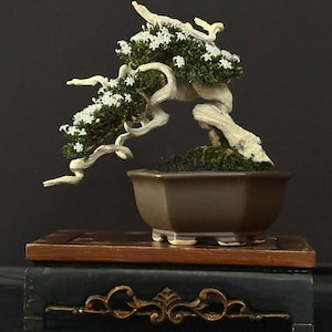 Mango bonsai - Etsy.de