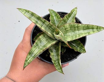 Sansevieria hybrid Gara snake plant - indoor & outdoor plant aroid tropical house plant new plant