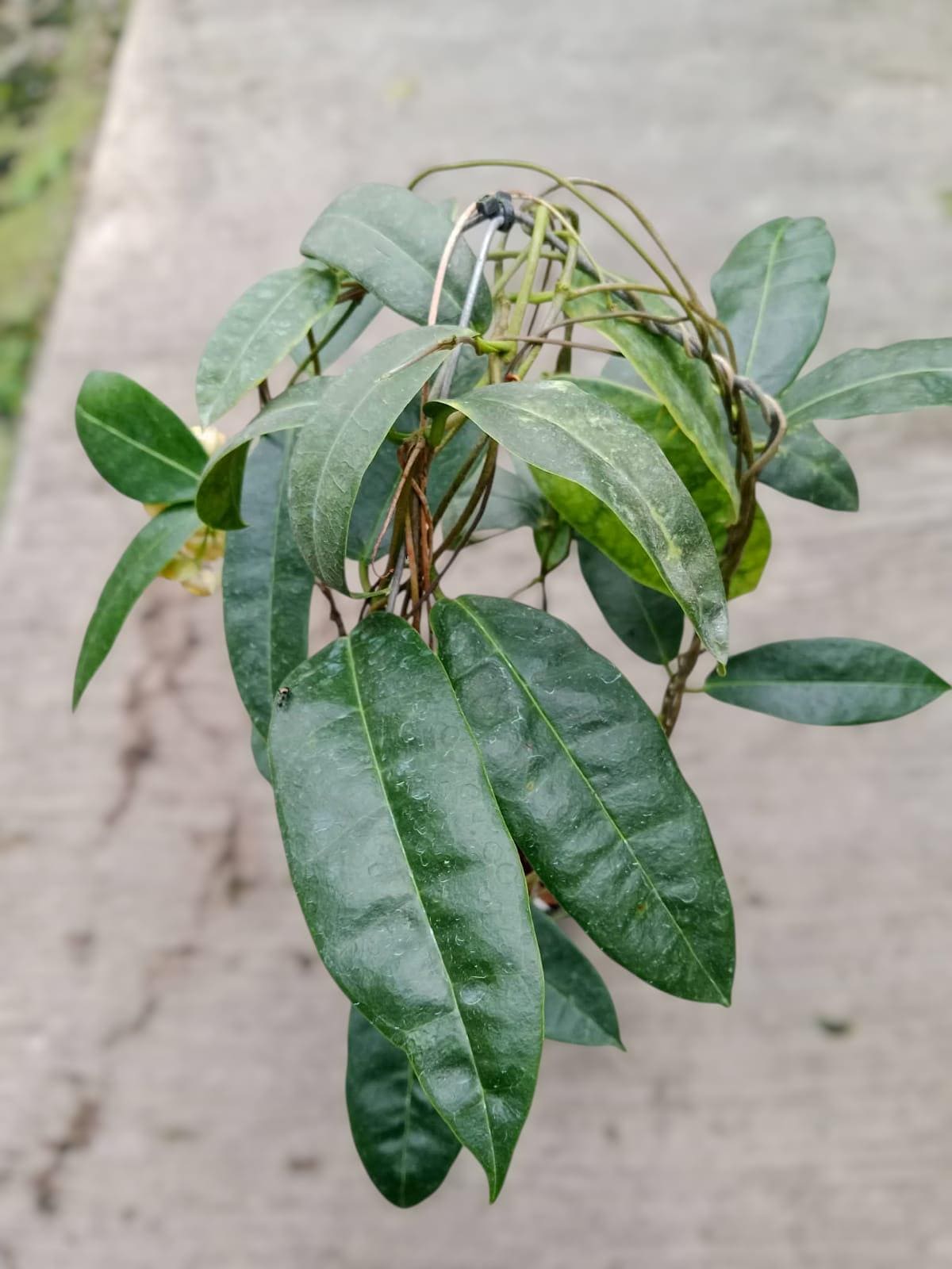 Hoya Surisana - Etsy Canada
