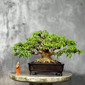 Ficus Religiosa Bonsai - Etsy