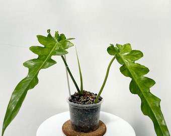 moonlight philodendron Philodendron hederaceum 'Moonlight' – Mari's Gardens