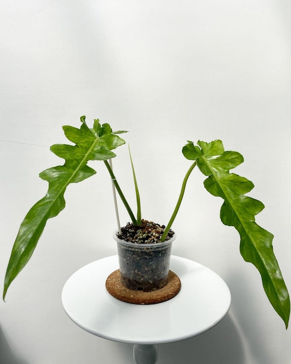 Variegated Philodendron Bob Cee  Tropical Aroid Houseplant New Plant -  Etsy Israel