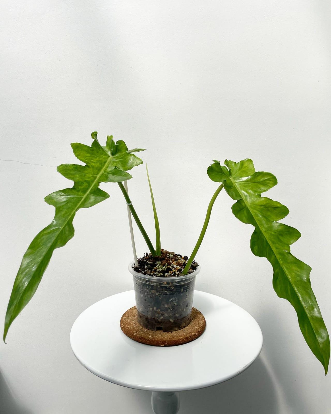 Philodendron bob cee - Etsy 日本