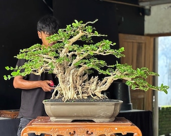May include: A meticulously crafted bonsai tree with a gnarled trunk and vibrant green foliage. The tree is planted in a rectangular, gray-brown pot and sits on a carved wooden table. The background is dark, highlighting the tree's intricate details.