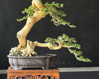 May include: A bonsai tree with a light brown trunk and green leaves, planted in a dark brown ceramic pot. The pot sits on a carved wooden stand, placed on a small, weathered wooden stool. The background is a solid black.