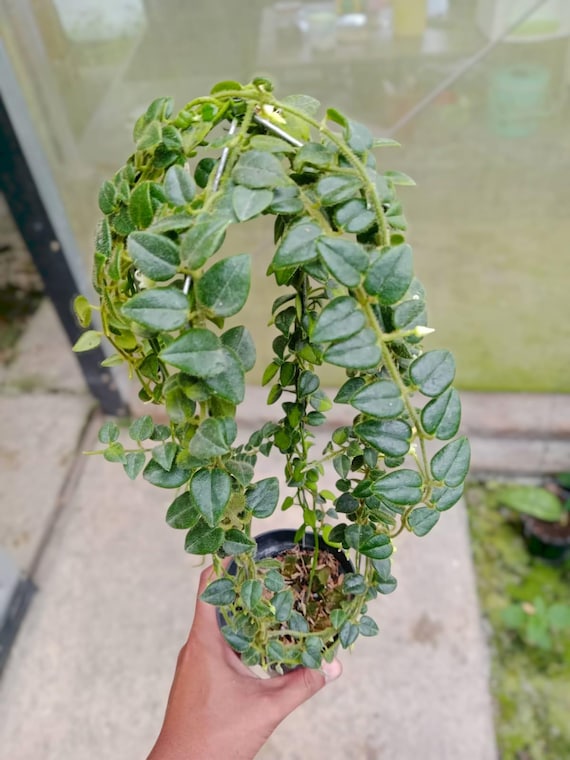 Hoya Mamasa Sp Papua / Hoya Mini Papua - Indoor & Outdoor Plant