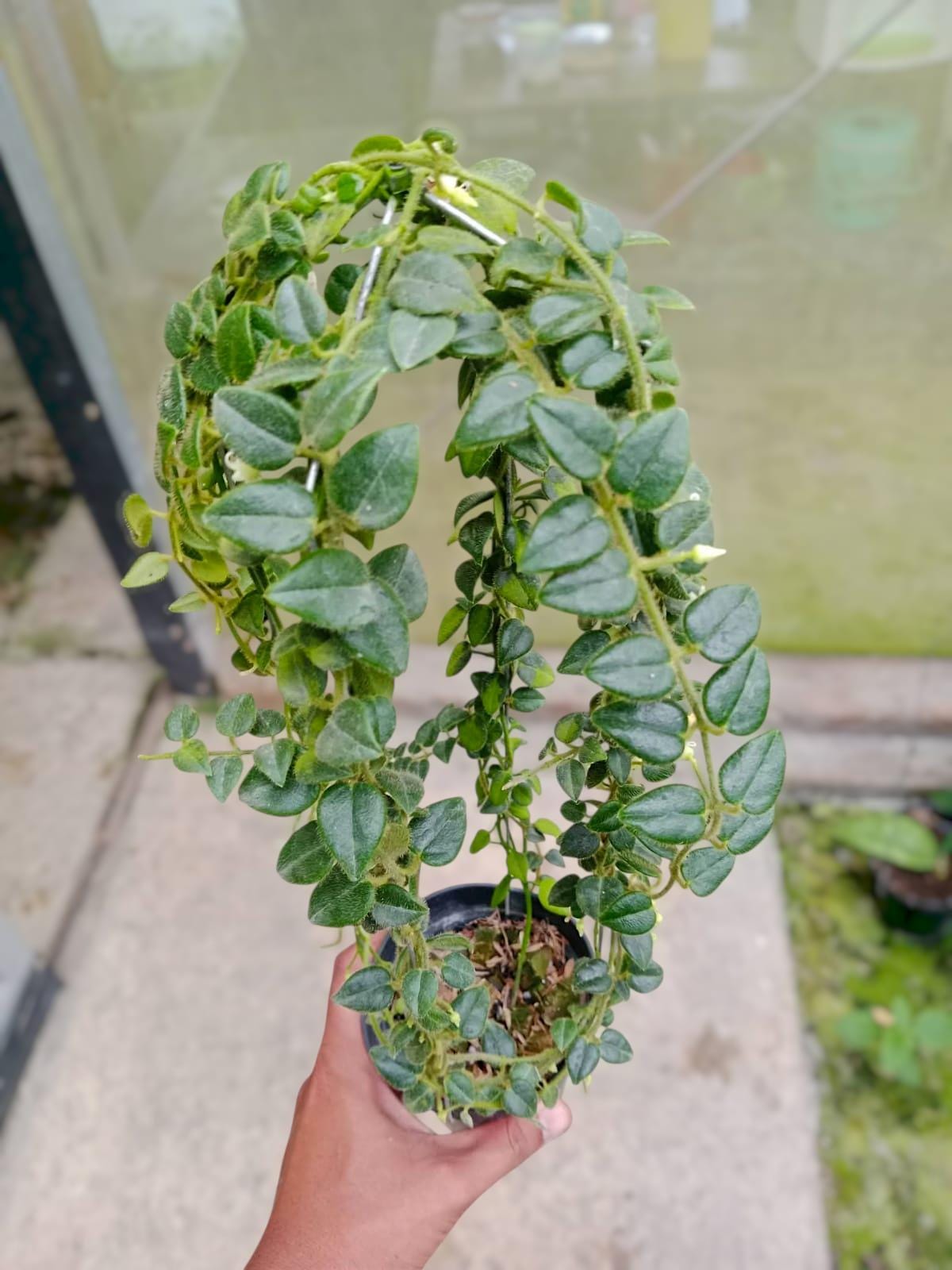 Hoya Mamasa Sp Papua / Hoya Mini Papua - Indoor & Outdoor Plant