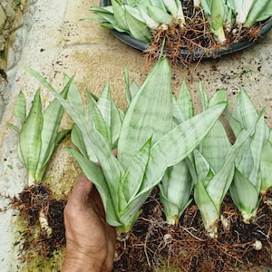 May include: A collection of Sansevieria plants, also known as snake plants, with light green leaves and exposed roots. The plants are arranged on a light-colored surface, with some held in a hand.